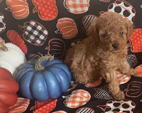 Pearl, a female Cavapoo for sale in Vienna, MO – 10 of 10