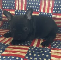 Chocolate, a male French Bulldog for sale in Vienna, MO – 2 of 6