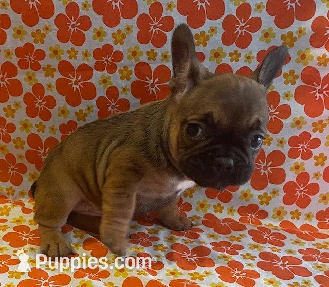 Wexley – French Bulldog puppy for sale in Vienna, MO