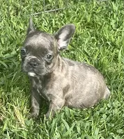 Storm, a male French Bulldog for sale in Vienna, MO – 2 of 7