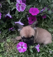 Mochi, a male French Bulldog for sale in Vienna, MO – 2 of 10
