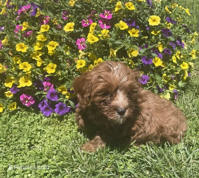Daisy – Cavapoo puppy for sale in Vienna, MO