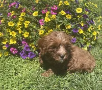Daisy, a female Cavapoo for sale in Vienna, MO – 1 of 7