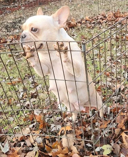 Mochi, a male French Bulldog for sale in Vienna, MO – 10 of 10