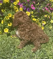 Honey, a female Cavapoo for sale in Vienna, MO – 5 of 7