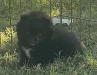 Skipper, a male Pomsky for sale in Vienna, MO – 5 of 9