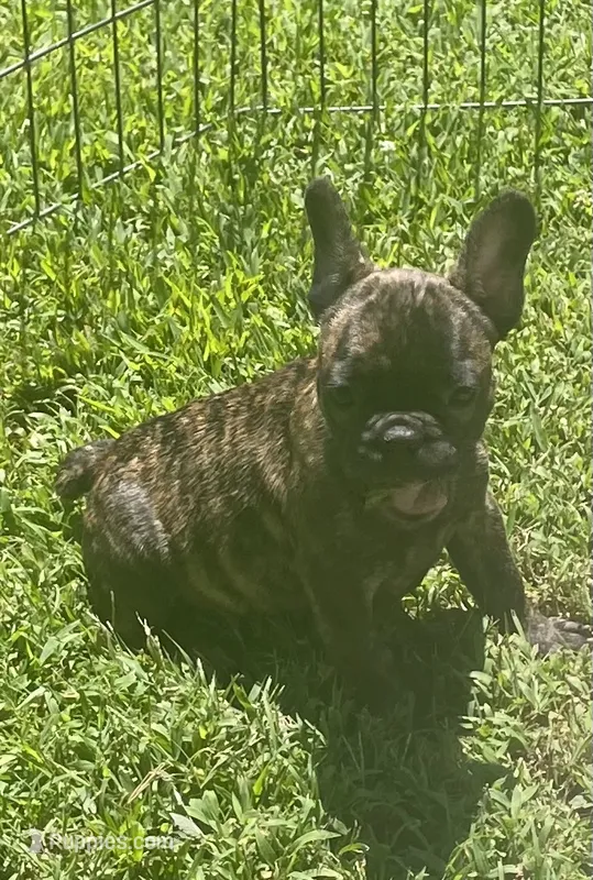 Sancho – French Bulldog puppy for sale in Vienna, MO