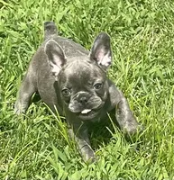 KitKat, a female French Bulldog for sale in Vienna, MO – 5 of 8