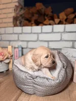 Petunia, a female Golden Retriever for sale in Las Vegas, NV – Photo 3 of 9