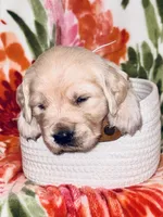 Petunia, a female Golden Retriever for sale in Las Vegas, NV – Photo 5 of 9