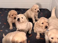 Petunia, a female Golden Retriever for sale in Las Vegas, NV – Photo 4 of 9