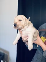 Petunia, a female Golden Retriever for sale in Las Vegas, NV – Photo 8 of 9