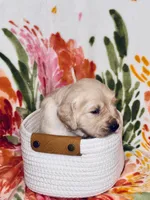 Petunia, a female Golden Retriever for sale in Las Vegas, NV – Photo 6 of 9