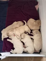 Petunia, a female Golden Retriever for sale in Las Vegas, NV – Photo 7 of 9