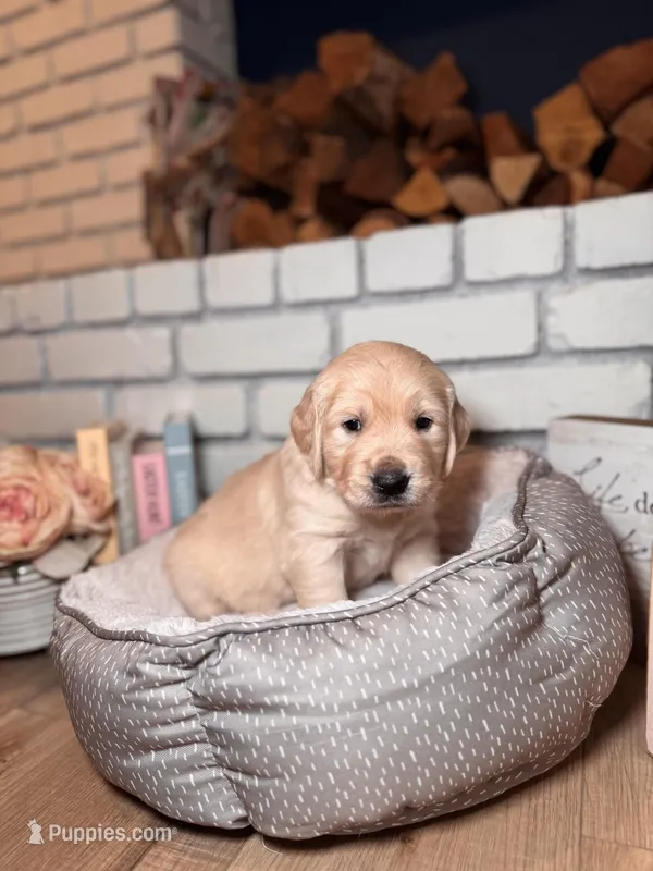 Petunia, a female Golden Retriever for sale in Las Vegas, NV – Photo 1 of 9
