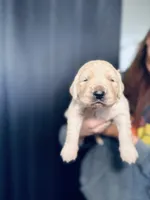 Petunia, a female Golden Retriever for sale in Las Vegas, NV – Photo 9 of 9