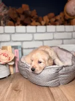 Petunia, a female Golden Retriever for sale in Las Vegas, NV – Photo 2 of 9