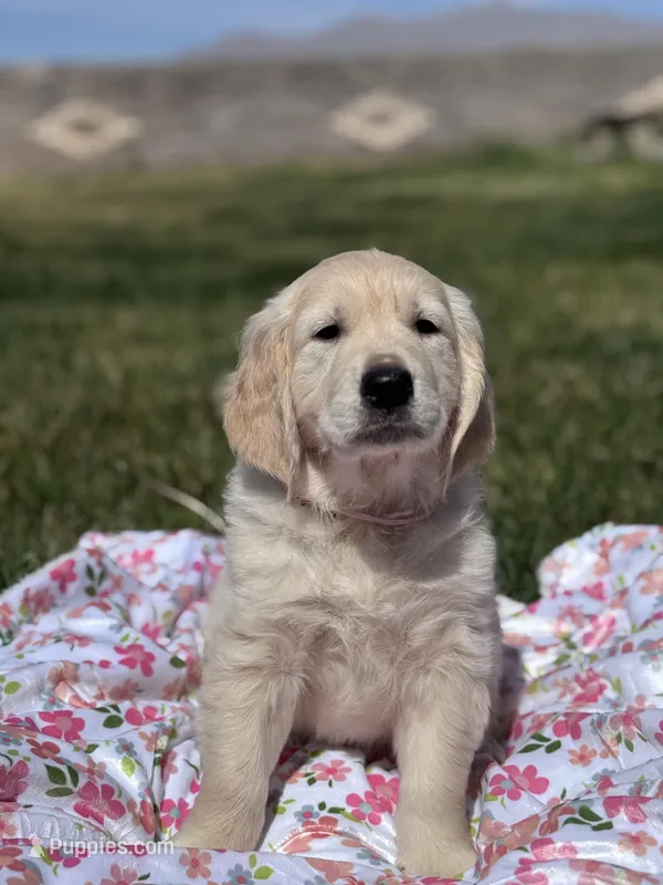 Petunia – Golden Retriever puppy on hold in Las Vegas, NV