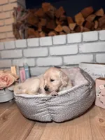 Marigold, a female Golden Retriever for sale in Las Vegas, NV – Photo 2 of 10