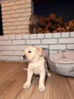 Marigold, a female Golden Retriever for sale in Las Vegas, NV – Photo 3 of 10