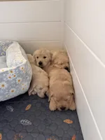 Marigold, a female Golden Retriever for sale in Las Vegas, NV – Photo 4 of 10