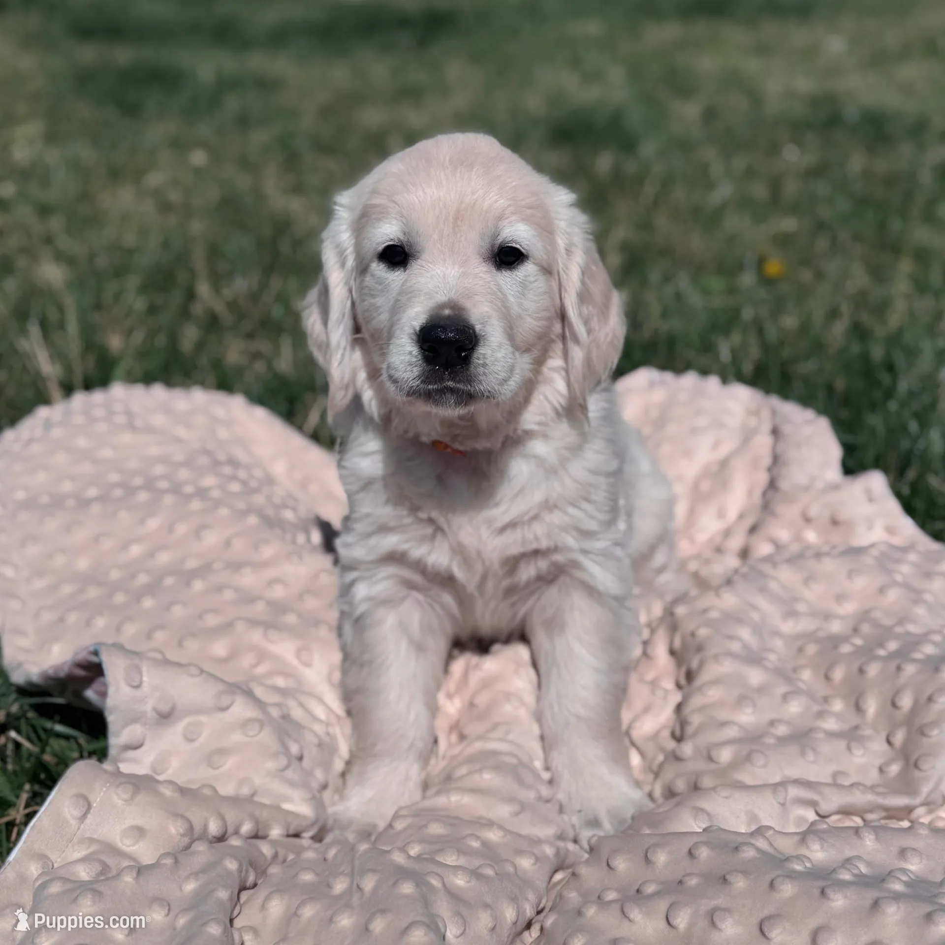 Marigold – Golden Retriever puppy for sale in Las Vegas, NV