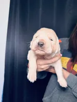 Marigold, a female Golden Retriever for sale in Las Vegas, NV – Photo 8 of 10