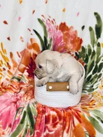 Marigold, a female Golden Retriever for sale in Las Vegas, NV – Photo 7 of 10