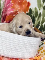 Marigold, a female Golden Retriever for sale in Las Vegas, NV – Photo 6 of 10