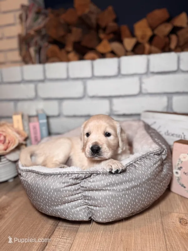 Marigold, a female Golden Retriever for sale in Las Vegas, NV – Photo 1 of 10