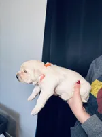 Marigold, a female Golden Retriever for sale in Las Vegas, NV – Photo 9 of 10