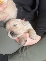 Marigold, a female Golden Retriever for sale in Las Vegas, NV – Photo 5 of 10