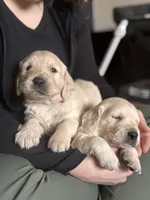Rose, a female Golden Retriever for sale in Las Vegas, NV – Photo 5 of 10