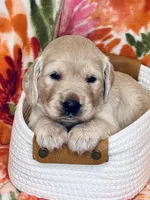 Rose, a female Golden Retriever for sale in Las Vegas, NV – Photo 7 of 10