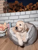 Rose, a female Golden Retriever for sale in Las Vegas, NV – Photo 3 of 10