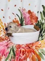 Rose, a female Golden Retriever for sale in Las Vegas, NV – Photo 8 of 10