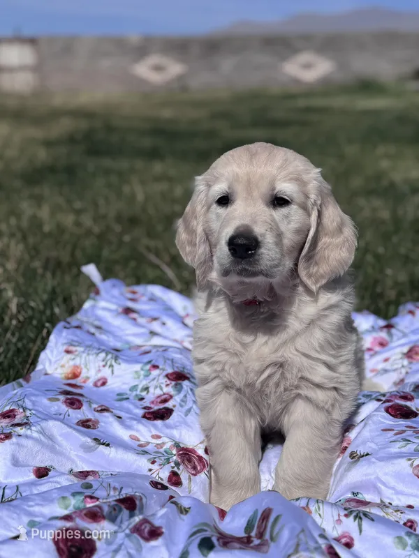 Rose – Golden Retriever puppy on hold in Las Vegas, NV