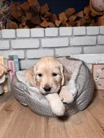 Rose, a female Golden Retriever for sale in Las Vegas, NV – Photo 2 of 10