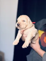 Rose, a female Golden Retriever for sale in Las Vegas, NV – Photo 9 of 10