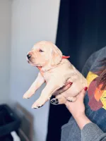 Rose, a female Golden Retriever for sale in Las Vegas, NV – Photo 10 of 10