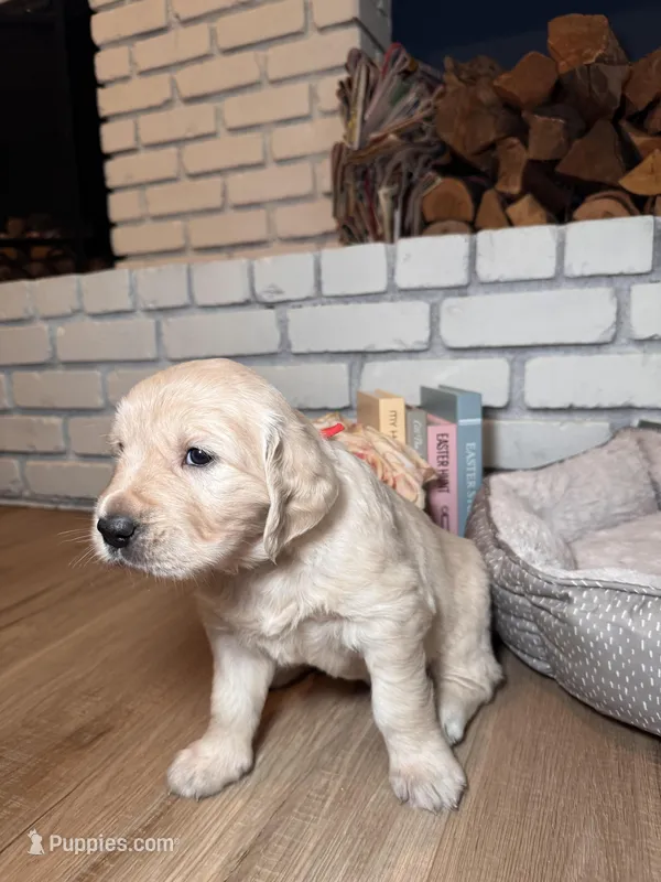 Rose, a female Golden Retriever for sale in Las Vegas, NV – Photo 1 of 10