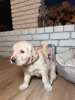 Rose, a female Golden Retriever for sale in Las Vegas, NV – Photo 1 of 10