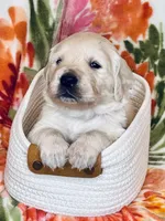 Cedar, a male Golden Retriever for sale in Las Vegas, NV – Photo 7 of 10