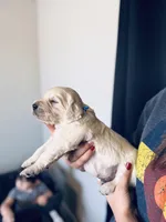 Cedar, a male Golden Retriever for sale in Las Vegas, NV – Photo 9 of 10