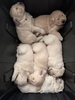 Cedar, a male Golden Retriever for sale in Las Vegas, NV – Photo 6 of 10