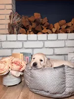 Cedar, a male Golden Retriever for sale in Las Vegas, NV – Photo 3 of 10