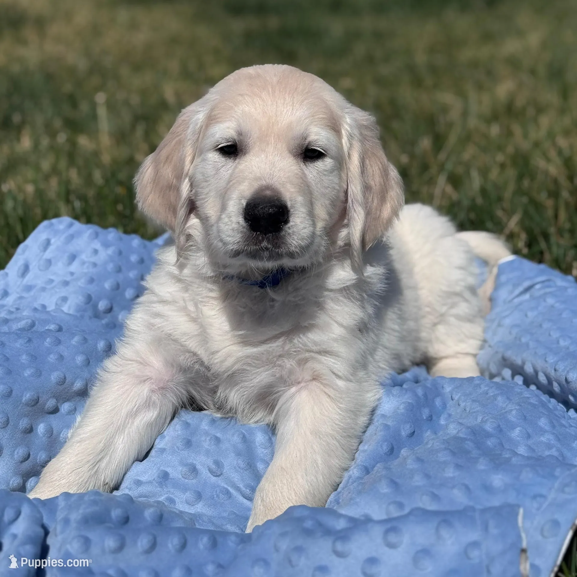 Cedar – Golden Retriever puppy for sale in Las Vegas, NV