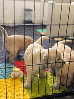 Cedar, a male Golden Retriever for sale in Las Vegas, NV – Photo 5 of 10