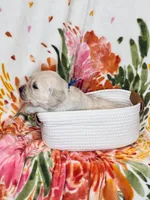 Cedar, a male Golden Retriever for sale in Las Vegas, NV – Photo 8 of 10