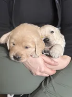 Cedar, a male Golden Retriever for sale in Las Vegas, NV – Photo 4 of 10